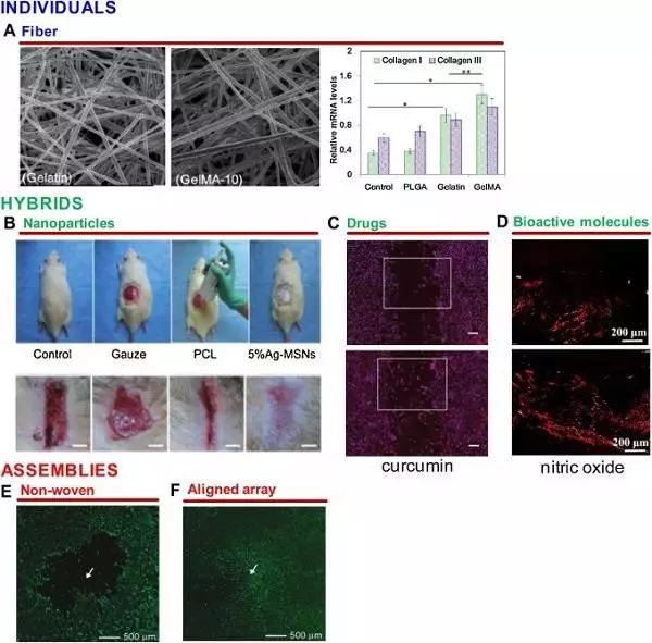 天津大学仰大勇团队综述:生物功能电纺纳米材料——从拓扑结构设计到生物应用的图14